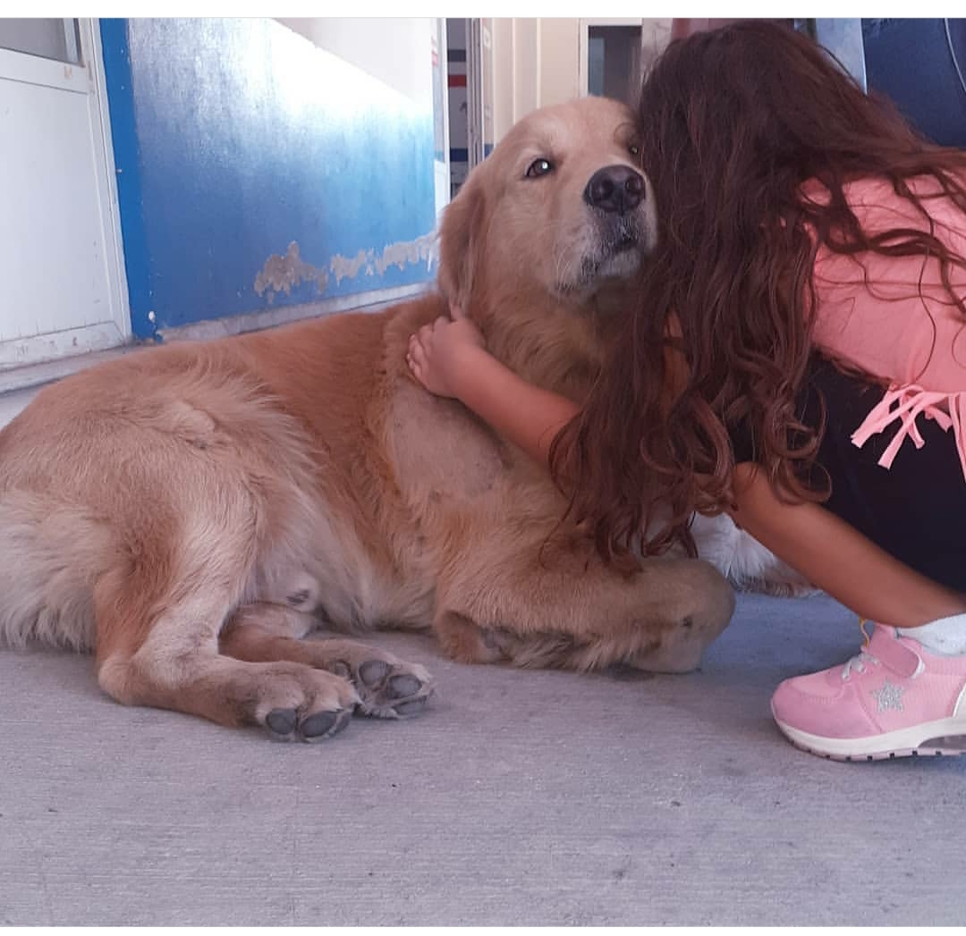 Dostoyevski Köpeği Takibe Alır