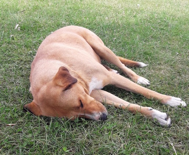 çimenler üstünde yatan köpek